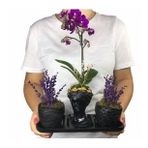 Çift Dal Mini Mor Orkide & Kokulu Lavanta & Siyah Helen Ve Curve Beton Saksıda Canlı Çiçek BALFLOWERDESİGN-2335