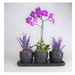 Çift Dal Mini Mor Orkide & Kokulu Lavanta & Siyah Trio Curve Beton Saksıda Hediyelik Canlı Çiçek BALFLOWERDESİGN-2768