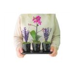 Çift Dal Mini Mor Orkide & Kokulu Lavanta & Siyah Trio Mood Beton Saksıda Canlı Çiçek BALFLOWERDESİGN-2933