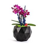 Çift Dal Mini Mor Orkide & Lavanta & Siyah Geometrik Beton Saksıda Hediyelik Canlı Çiçek BALFLOWERDESİGN-2339
