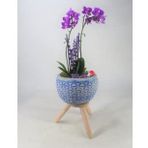 Çift Dal Mini Mor Orkide & Mavi Bers Ayaklı Beton Saksıda Hediyelik Canlı Çiçek BALFLOWERDESİGN-2935