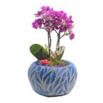 Çift Dal Mini Mor Orkide & Mavi Vane Beton Saksıda Hediyelik Canlı Çiçek BALFLOWERDESİGN-2343