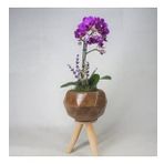 Çift Dal Mini Mor Orkide & Odunsu Remz Ayaklı Beton Saksıda Hediyelik Canlı Çiçek BALFLOWERDESİGN-2346
