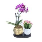 Çift Dal Mini Mor Orkide & Pembe Kalanşo & Altın Beyaz Face Beton Saksıda Hediyelik Canlı Çiçek BALFLOWERDESİGN-2348