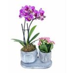 Çift Dal Mini Mor Orkide & Pembe Kalanşo & Eskitme Face Beton Saksıda Hediyelik Canlı Çiçek BALFLOWERDESİGN-2806
