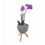 Çift Dal Mini Mor Orkide & Siyah Bers Ayaklı Beton Saksıda Hediyelik Canlı Çiçek BALFLOWERDESİGN-2356
