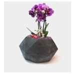 Çift Dal Mini Mor Orkide & Siyah Geometrik Beton Saksıda Hediyelik Canlı Çiçek BALFLOWERDESİGN-2361