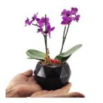 Çift Dal Mini Mor Orkide & Siyah Geometrik Beton Saksıda Hediyelik Canlı Çiçek BALFLOWERDESİGN-2952