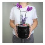 Çift Dal Mini Mor Orkide & Siyah Yuts Seramik Saksıda Hediyelik Canlı Çiçek BALFLOWERDESİGN-2365