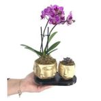 Çift Dal Mini Mor Orkide & Sukulent & Altın Face Beton Saksıda Hediyelik Canlı Çiçek BALFLOWERDESİGN-2957