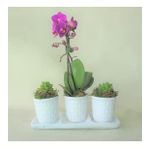 Çift Dal Mini Mor Orkide & Sukulent & Beyaz Trio Mood Beton Saksıda Canlı Çiçek BALFLOWERDESİGN-2772