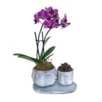 Çift Dal Mini Mor Orkide & Sukulent & Eskitme Face Beton Saksıda Hediyelik Canlı Çiçek BALFLOWERDESİGN-2370