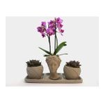 Çift Dal Mini Mor Orkide & Sukulent & Gri Helen Ve Curve Beton Saksıda Hediyelik Canlı Çiçek BALFLOWERDESİGN-2371
