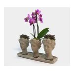 Çift Dal Mini Mor Orkide & Sukulent & Gri Trio Helen Beton Saksıda Hediyelik Canlı Çiçek BALFLOWERDESİGN-2373