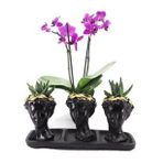 Çift Dal Mini Mor Orkide & Sukulent & Siyah Trio Helen Beton Saksıda Hediyelik Canlı Çiçek BALFLOWERDESİGN-2376