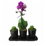 Çift Dal Mini Mor Orkide & Sukulent & Siyah Trio Mood Beton Saksıda Canlı Çiçek BALFLOWERDESİGN-2377