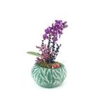 Çift Dal Mini Mor Orkide & Yeşil Vane Beton Saksıda Hediyelik Canlı Çiçek BALFLOWERDESİGN-2381