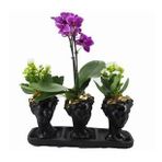 Çift Dal Mor Orkide Çiçek & Beyaz Kalanşo Kalanchoe & Siyah Trio Helen Beton Saksıda Canlı Çiçek BALFLOWERDESİGN-2395
