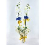Çift Dal Muhteşem Beyaz Orkide & Sarı Benekli Sarım Sarı Kurdele Saksıda Hediyelik Canlı Çiçek BALFLOWERDESİGN-2400