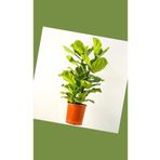 Çift Köklü Ficus Lyrata Keman Yapraklı Kauçuk 120-150 cm