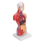Çıkarılabilir İç Organlar İnsan Vücudu Modeli Fiziksel Sağlık Dersleri Için Anatomik Montaj Modeli 28 Cm PVC