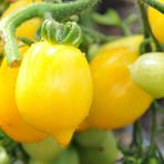 Cikolata Cherry Domates Tohumu (15 Tohum)