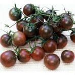 ÇİKOLATA CHERRY DOMATES TOHUMU