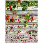 Çilek Cocopeat (Grow Bags) - Çilek Yetiştirme Ortamı 100*13*10 cm 15 LT