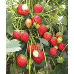 Çilek Tohumu 10+ Tohum N11.8514