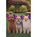 Çılgın saçlar Köpek Saç Tüyü Poddle Yorkie Tüy Köpek Köpek Tüyü Köpek Tokası Tüylü Toka Boncuk Kaynak Toka
