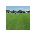 ÇİMKA Bermuda Çim Tohumu 500 Gr Uganda Çimi Köpek Dişi Ayrığı Bermuda Grass Çim Tohumu