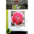 Çin Karanfili Çiçek Tohumu 1 - DIANTHUS CHINENSIS (~ Takribi 40 Tohum)