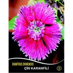 Çin Karanfili Çiçek Tohumu 2 - DIANTHUS CHINENSIS (~ Takribi 40 Tohum)