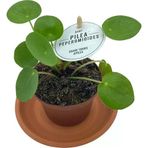 Çin Para Çiçeği Fidanı Baby Pilea 10-20 Cm