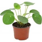 Çin Para Çiçeği Fidanı Bitkisi Ev Ofis Salon Bitkisi 10-20 Cm