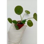 Çin Para Çiçeği Pilea Peperomioides Pilea Bitkisi Pilea Sukulent