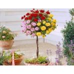 ÇınarTohum 5 Adet Bodur Üç Gül Bonsai Ağacı Tohumu - 1 Paket