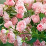 ÇınarTohum 5 Adet Pink Rose Gül Tohumu - 1 Paket