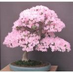 ÇınarTohum Bodur Cherry Blossom Bonzai Ağacı Tohumu 5 Adet Bonsai Ağacı Tohumu - 1 Paket