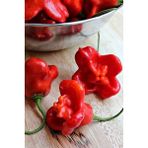 ÇınarTohum Hafif Acı Gül Biberi Starfish Pepper Tohumu / 5+ Adet Tohum - 1 Paket