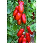 ÇınarTohum San Marzano Domates Tohumu / 10+ Adet Tohum - 1 Paket
