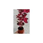 Çingene Şalvarı Bitkisi Iresine Herbstii 10-20 Cm