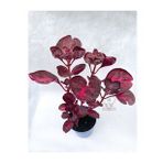Çingene Şalvarı Bitkisi Iresine Herbstii 5.5 cm Saksıda