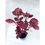 Çingene Şalvarı Bitkisi Iresine Herbstii 5.5 cm Tüplü