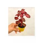 Çingene Şalvarı Çiçeği Fidanı 10-20 Cm