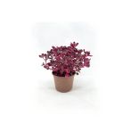 Çingene Şalvarı Fidanı 10-20 Cm