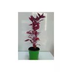 Çingene Şalvarı Fidesi Fidanı 10-20 Cm