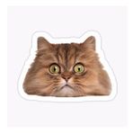 Cins Kedi İran Kedisi Araba Oto Sticker Etiket Renkli V3