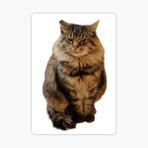 Cins Kedi İran Kedisi Araba Oto Sticker Etiket Renkli V9