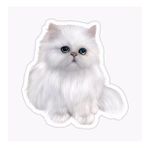Cins Kedi İran Kedisi Araba Oto Sticker Etiket Renkli Z3
